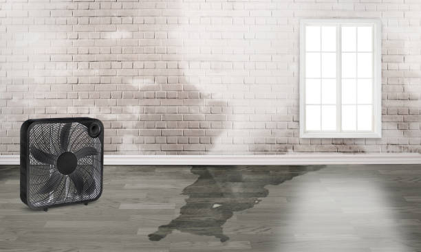 Best Flooded house restoration  in Casey, IL